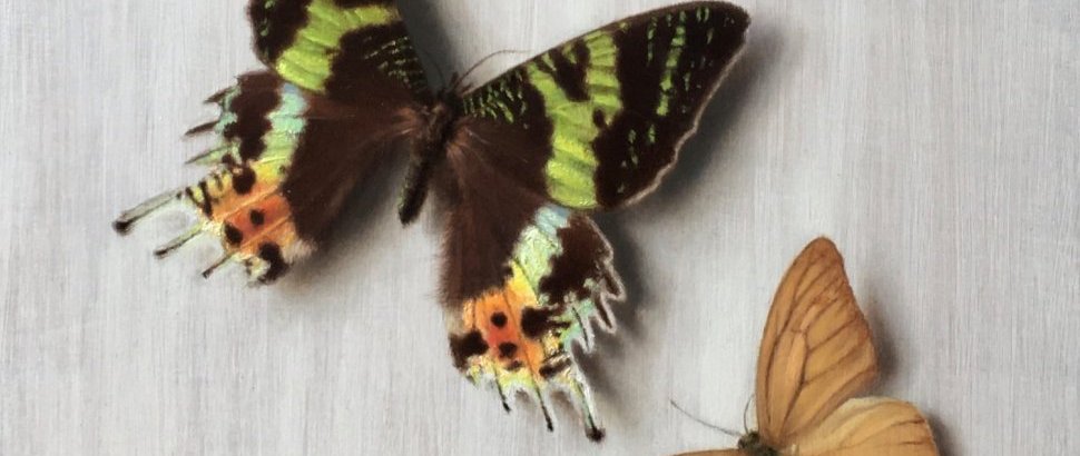 Alexander Debenham Butterflies